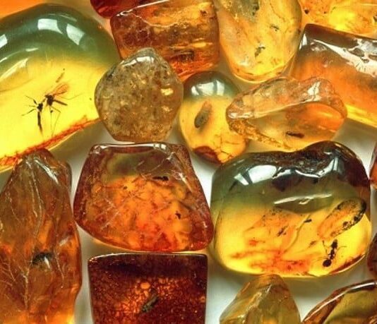 Фінансові махінації «бурштинової» фірми