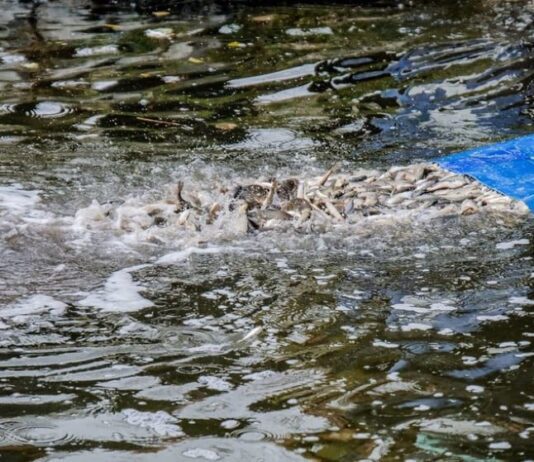 У Шацькому районі реалізують дві екологічні програми