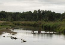 Науковці попереджають про заборону полювання у Чорнобильському заповіднику