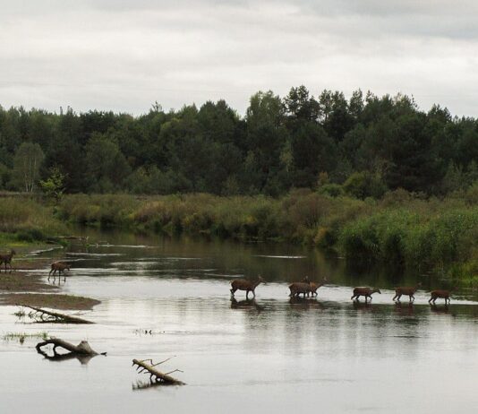 Науковці попереджають про заборону полювання у Чорнобильському заповіднику