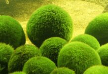 Таємниці Світязя: чому унікальні водорості почали зникати?