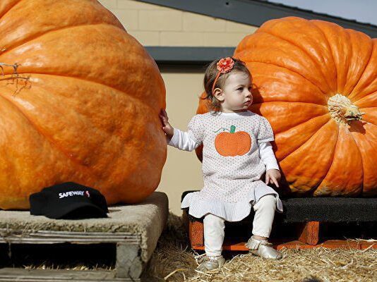 Волинянин закликає українців взяти участь у конкурсі з вирощування найбільшого гарбуза