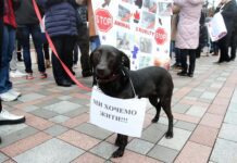 В Україні хочуть посилити покарання за знущання над тваринами