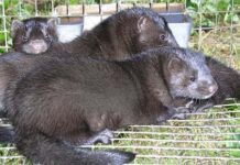 У 2025 році в Україні можуть зникнути звіроферми