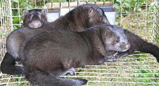 В 2025 году в Украине могут исчезнуть зверофермы