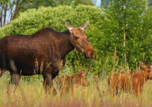 У волинських лісах фіксують унікальні моменти з життя тварин