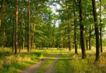 Поблизу Луцька очистили ліс: вивезли три "КамАЗи" сміття