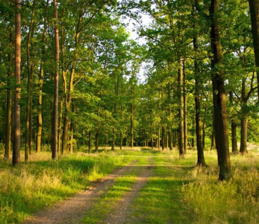 Поблизу Луцька очистили ліс: вивезли три "КамАЗи" сміття