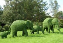 На озеленення Луцька піде 9 мільйонів гривень