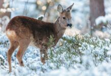 На Волині порахують диких тварин