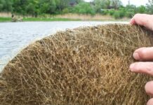 Лучани встановили штучні нерестові гнізда для риби на заплаві річки Стир