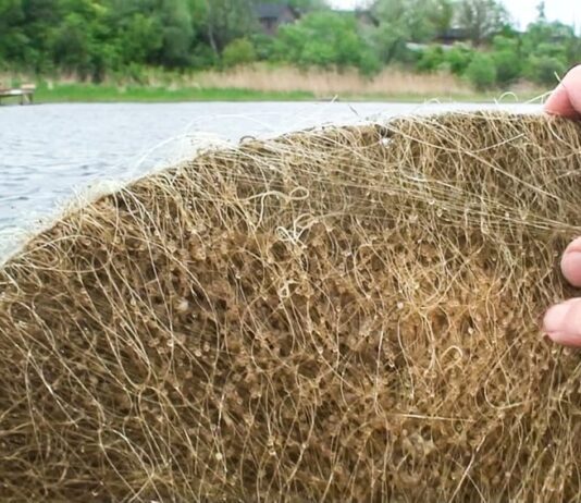 Лучани встановили штучні нерестові гнізда для риби на заплаві річки Стир