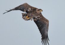 В Чорнобильській зоні оселилась рекордна кількість червонокнижних орланів