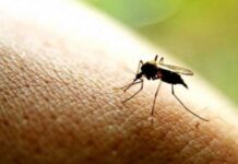 На Волині цьогоріч аномальна кількість комарів: як протидіяти