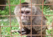 Лучан закликають не годувати тварин у місцевому зоопарку