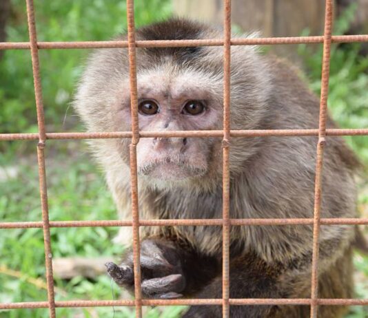 Лучан закликають не годувати тварин у місцевому зоопарку