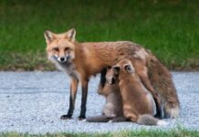 У волинському селі оселилися лисиці