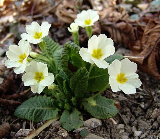 Первоцветы в Луцк везут аж из Закарпатья