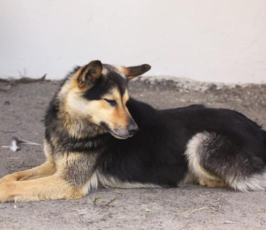 Волинський Хатіко: пес тиждень чекає свого господаря