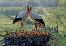 На Волині електрики встановили безпечні гнізда для лелек