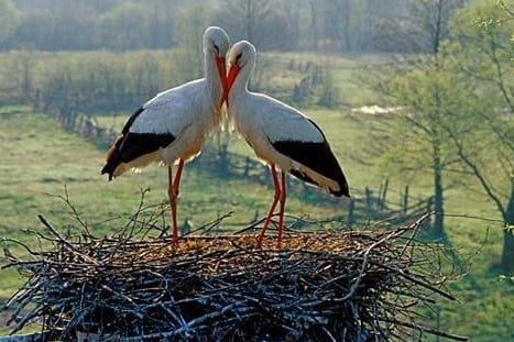 На Волыни электрики установили безопасные гнезда для аистов