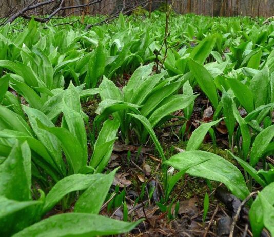 Волынян призывают не покупать и не собирать черемшу