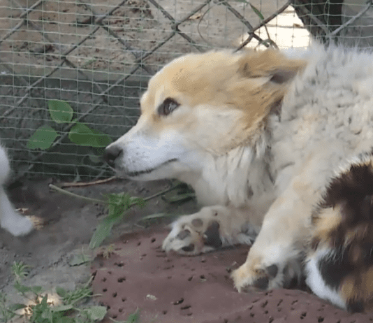 На Волині собака не пускає до кошенят їхню маму: причини вчинку пояснили зоологи та ветеринари