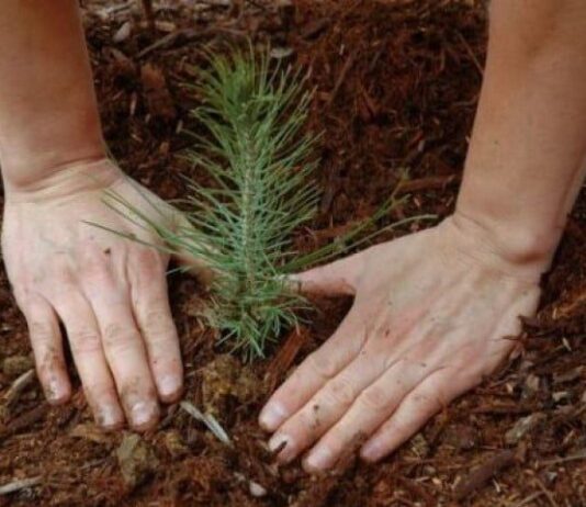 Як волинські чиновники садили ліс