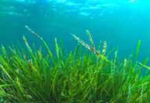 Науковці знайшли спосіб, як перетворювати водорості на екологічно чисте пальне