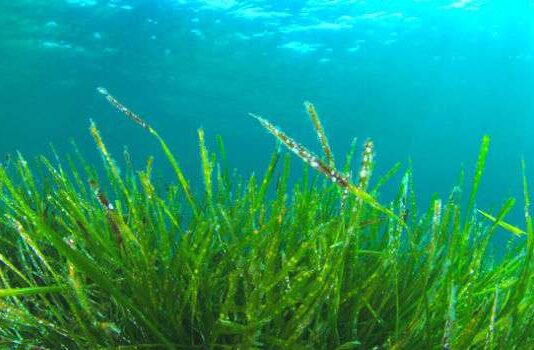 Науковці знайшли спосіб, як перетворювати водорості на екологічно чисте пальне