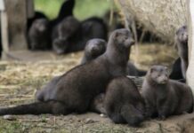 У Рожищенському районі відбулись слухання щодо «норкової ферми»: мешканці підтримали проект