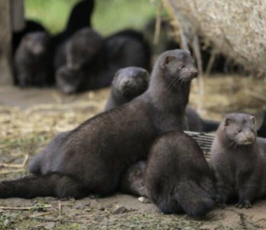 В Рожищенском районе состоялись слушания по «норковой фермы»: жители поддержали проект