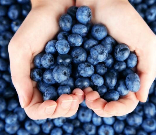 В этом году Украина впервые экспортирует органическую голубику