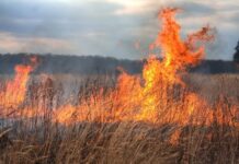 Чому не можна палити суху траву – відповідь екологів та лікарів