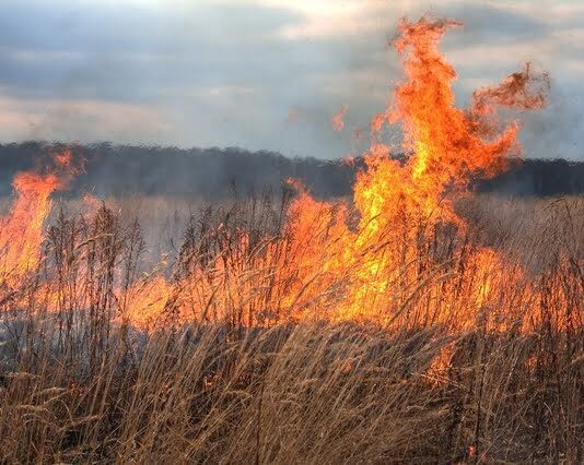 Чому не можна палити суху траву – відповідь екологів та лікарів