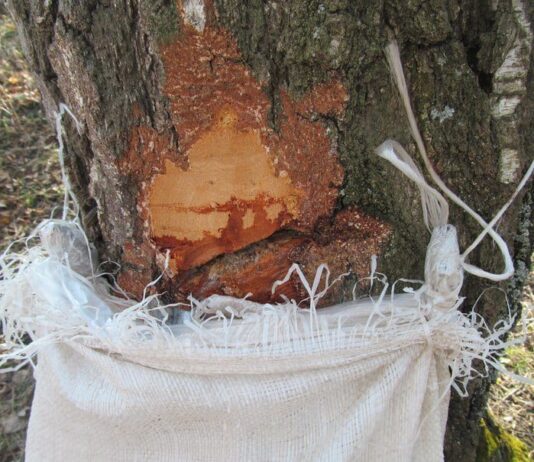 Волинські активісти-екологи закликають не "травмувати" берези: як правильно зібрати сік