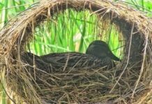 На острові посеред Світязю встановили штучні гнізда для качок