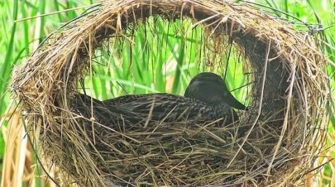 На острові посеред Світязю встановили штучні гнізда для качок