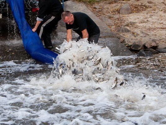 Волинські водойми поповнилися коропами і карасями