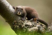 Будівництво норкової ферми на Волині законне, – ОДА