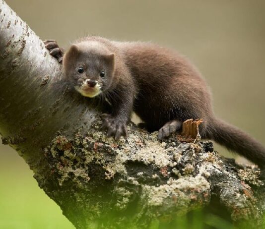 Будівництво норкової ферми на Волині законне, – ОДА