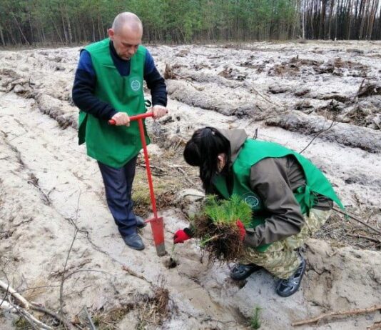 На Волині займались відновленням лісів: посадили мільйони сіянців