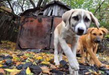 У Луцьку шукають соціальних волонтерів, які прийматимуть участь у житті безпритульних собак