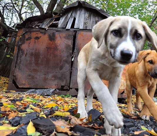 У Луцьку шукають соціальних волонтерів, які прийматимуть участь у житті безпритульних собак