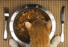 Чим та за які гроші українці годують своїх котів?