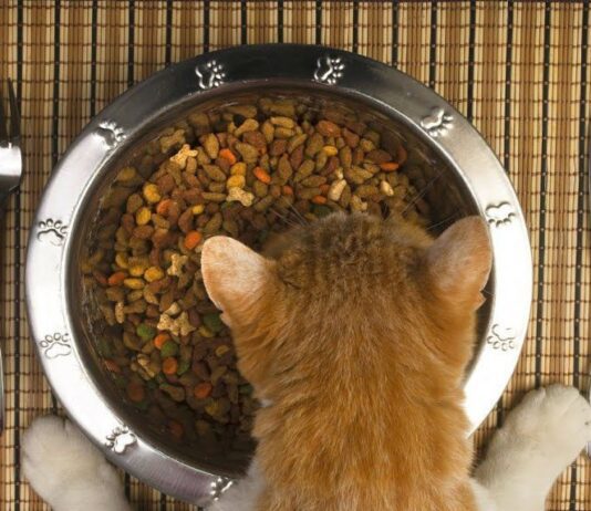 Чим та за які гроші українці годують своїх котів?