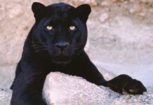 Вперше за сотню років зафіксували на камеру чорного леопарда