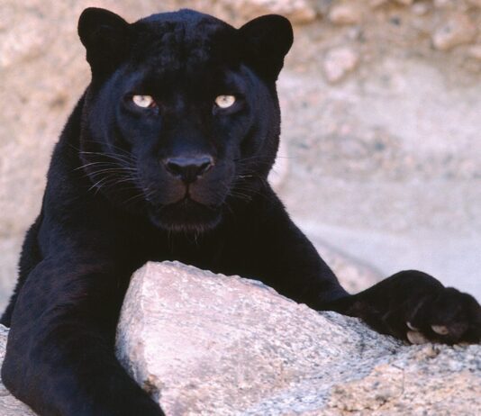 Впервые за сотню лет зафиксировали на камеру черного леопарда