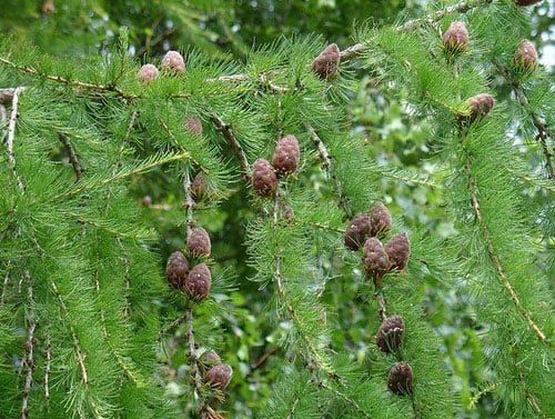 Біля Луцька вирощують унікальні дерева: дуб червоний, сосна Банкса та модрина