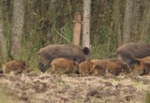 У волинському лісі зафіксували диких кабанів